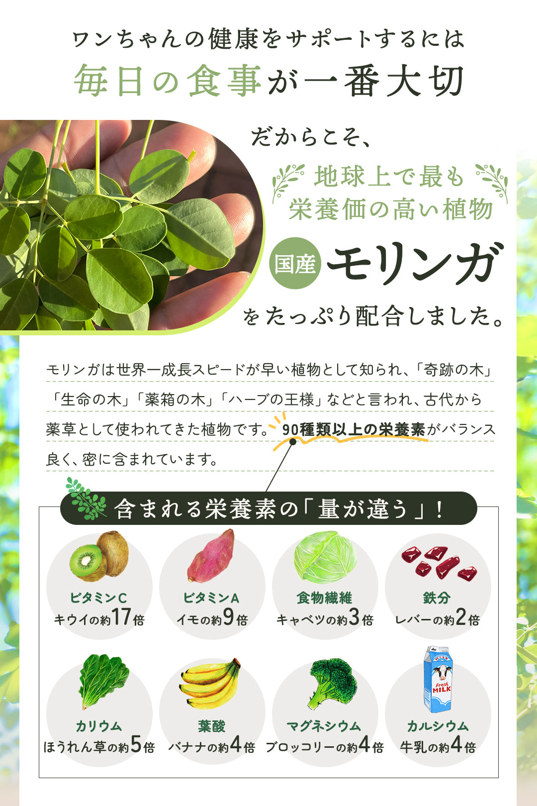 【お得な2点セット】国産モリンガパウダー×無添加モリンガドッグフード